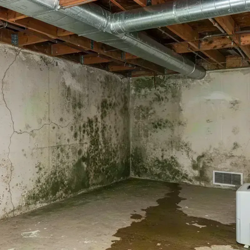 Professional Mold Removal in Steeleville, IL